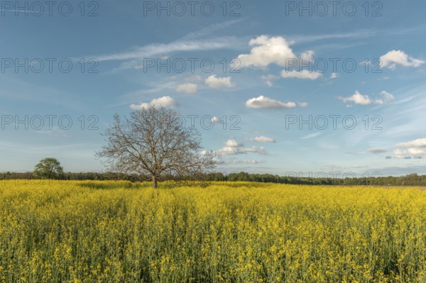 A field with yellow flowers and a tree in the centre. The sky is blue with some clouds. Bas Rhin, Alsace, France, Europe