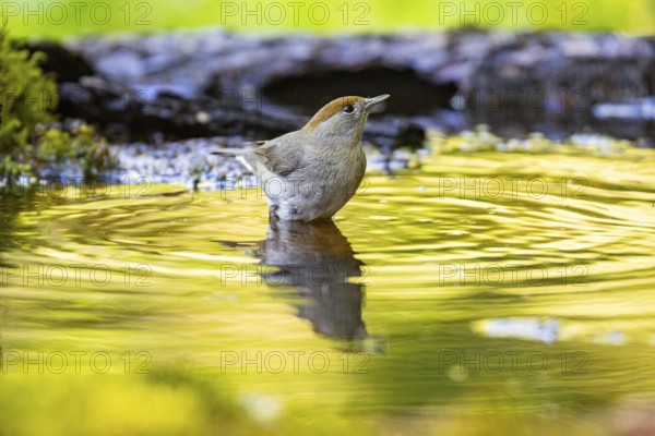 Blackcap (Sylvia atricapilla) wbl while bathing Germany