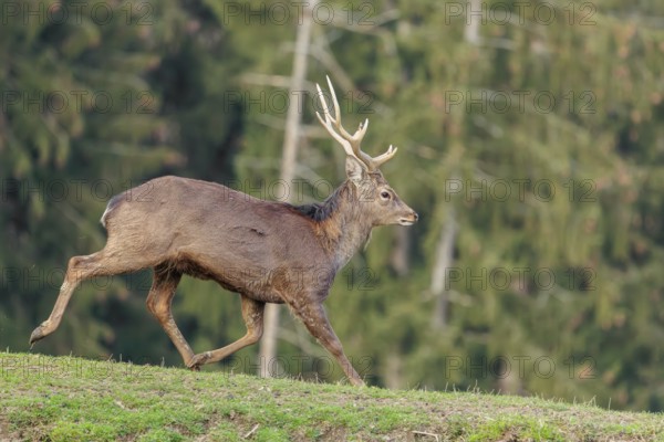 A Japanese sika deer stag (Cervus nippon nippon) runs across a meadow in hilly terrain. A forest can be seen in the background