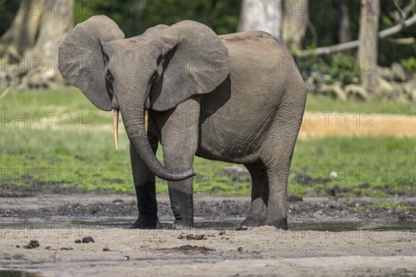 African forest elephant (Loxodonta cyclotis) in the Dzanga Bai forest clearing, Dzanga-Ndoki National Park, Unesco World Heritage Site, Dzanga-Sangha Complex of Protected Areas (DSPAC), Sangha-Mbaéré Prefecture, Central African Republic, Africa