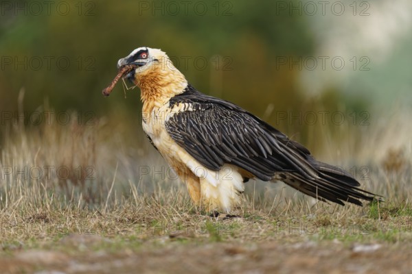 Old bearded vulture (Gypaetus barbatus), devouring sheep bones, Catalonia, Pyrenees, Spain, Europe