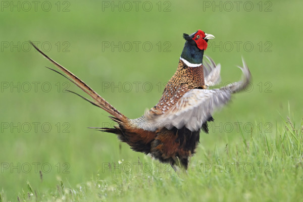 Pheasant or hunting pheasant (Phasianus colchicus), male flapping his wings, Lake Neusiedl National Park, Seewinkel, Burgenland, Austria, Europe