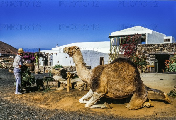 2016, Raimund Franken, Model Release:Not, Property Release: Not Tiagua, Lanzarote, Farm Museum El Patio, Tiagua, ESP, Spain, Canary Islands, Canary Islands, Atlantic Ocean, Lanzarote, biosphere reserve, volcano, volcanism, agricultural museum, open-air museum, volcanic island, island, recording date, Europe