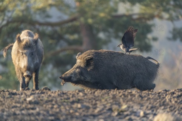One wild boar or wild pig (Sus scrofa), walking over an opening searching for food. A western jackdaw (Coloeus monedula) standing on his back and an autumnal colored forest is in the background
