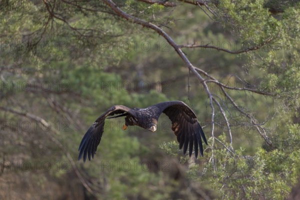 One white-tailed eagle (Haliaeetus albicilla) flying off of a pine tree standing in dry grass on hilly ground. A pine forest in the background