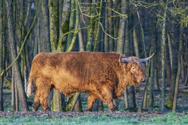One Highland bull (Bos (primigenius) taurus) walks along a forest edge