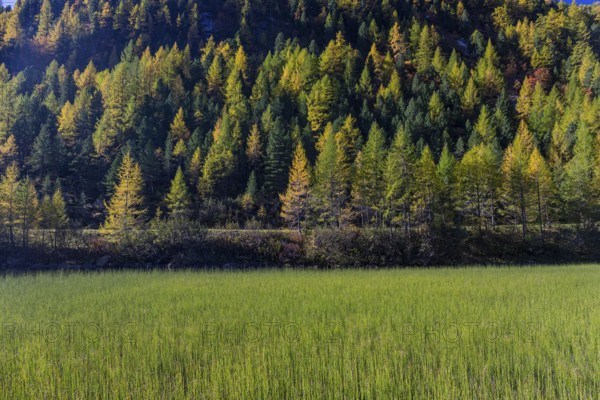 Little pond of the Malta river with a mountain forest in fall foliage on a bright sunny morning. Seen from the Malta Hochalm road. Carithia, Austria, Europe