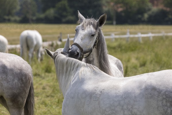 Kladruber horse, mares, grooming each other. National Stud Farm Kladruby nad Labem
