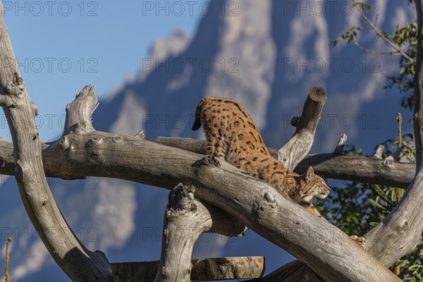 One Eurasian lynx, (Lynx lynx), climbing high up on a dead tree. Side view with mountains and green vegetation in the background