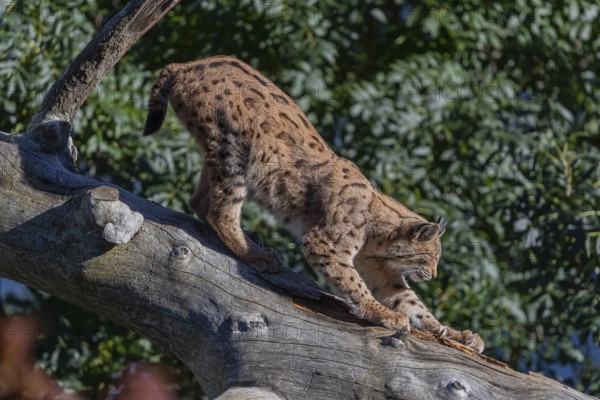 One Eurasian lynx, (Lynx lynx), walking down a fallen tree. Side view with green vegetation in the background