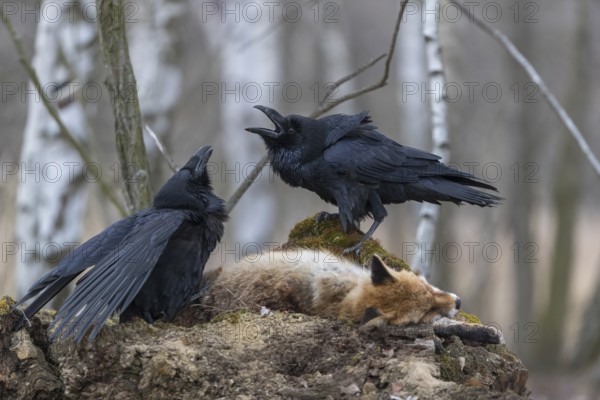 Two common raven (Corvus corax), fighting and feeding on the carcass of a red fox lying on stones in a forest of birch trees