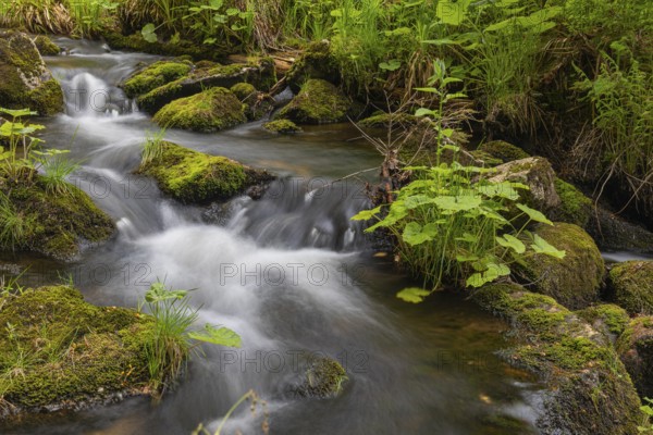 Kleine Ohe creek below Waldhaeuser village in the Bavarian Forest Nationalpark. Flowing water, little cascades, mossy stones and fresh green vegetation