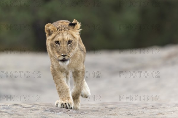 One female young lion (Panthera leo) running on a rocky plateau.Green vegetation in the background