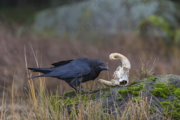 One common raven (Corvus corax) standing on a rock, searching for food on a ram skull. On a dry lakeshore on an autumnal misty cold morning