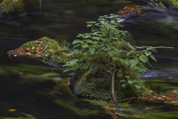 Flowing water with ferns and rocks in the Edmunds Gorge in autumn. River Kamnitz, Hrensko, Ustecky kraj, Czech Republic, Europe