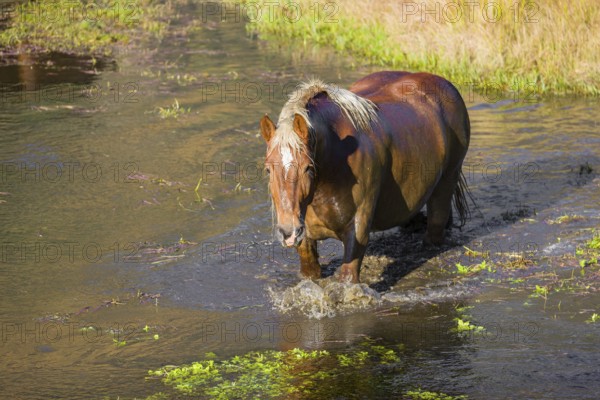 A heavy horse of mixed breed stands in the water of a small pond and enjoys its life on a sunny autumn day