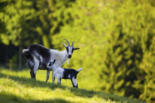 A female peacock goat (Capra aegagrus f. hircus) with her young is standing on a fresh green meadow with a forest in the background