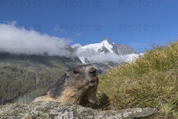 One adult Alpine Marmot, Marmota marmota, resting on a rock. Frontal view portrait. Blue sky with clouds and Grossglockner mountain in the background. Grossglockner high alpine road, Hohe Tauern National Park