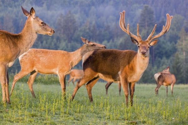 An Altai maral hind, Altai wapiti or Altai elk (Cervus canadensis sibiricus) rides up on a stag and shows dominance behavior