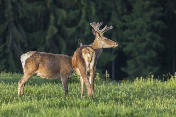 One male Altai maral, Altai wapiti or Altai elk (Cervus canadensis sibiricus) standing together with one female on a meadow in very early morning light. A dark forest in the background