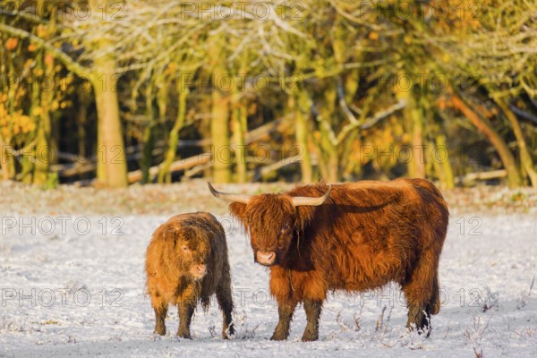 A highland cow (Bos primigenius taurus) and her calf stand at the edge of a forest on a snow-covered pasture