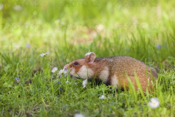 A European hamster (Cricetus cricetus), Eurasian hamster, black-bellied hamster or common hamster, collects herbs, grass and daisies on a meadow