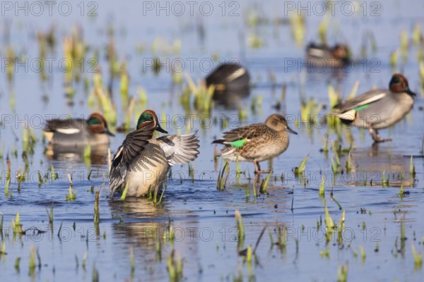 Eurasian Teal (Anas crecca), a group of male ducks and one female duck, resting on a frozen lake in winter, Texel, Holland