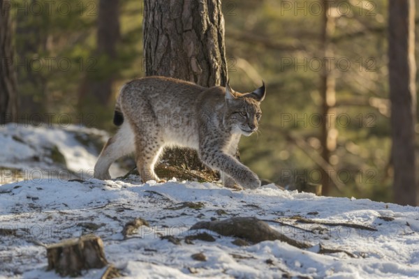 One young male Eurasian lynx, (Lynx lynx), walking over a snow covered forest ground in early morning light
