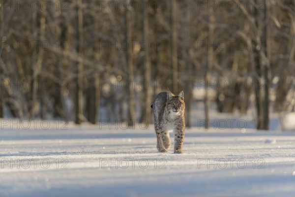 One young male Eurasian lynx, (Lynx lynx), walking over a snow covered meadow with a forest in the background in early morning light