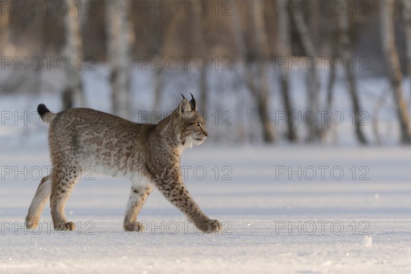 One young male Eurasian lynx, (Lynx lynx), walking over a snow covered meadow with a forest in the background in early morning light
