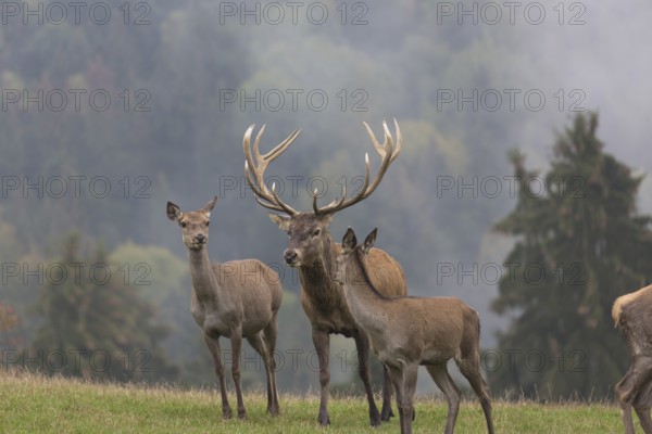 Red Deer buck and doe standing on a meadow in autumn. Fog and trees in the background