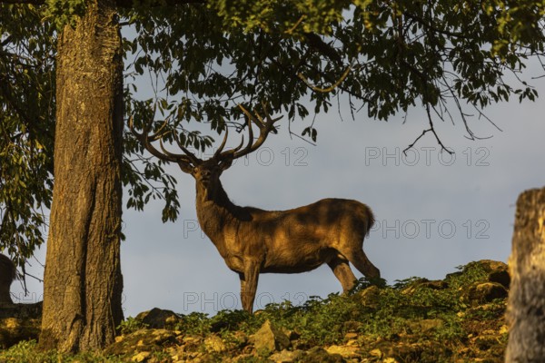 One Red Deer stag (Cervus elaphus) standing on a meadow under a tree in evening light. Blue sky in the background