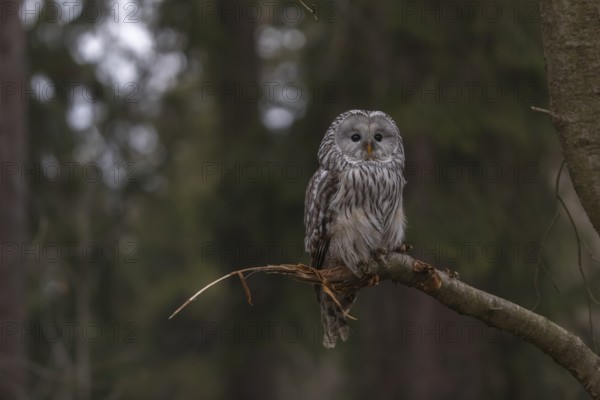 One Ural owl (Strix uralensis) sitting on a branch of a tree in a forest