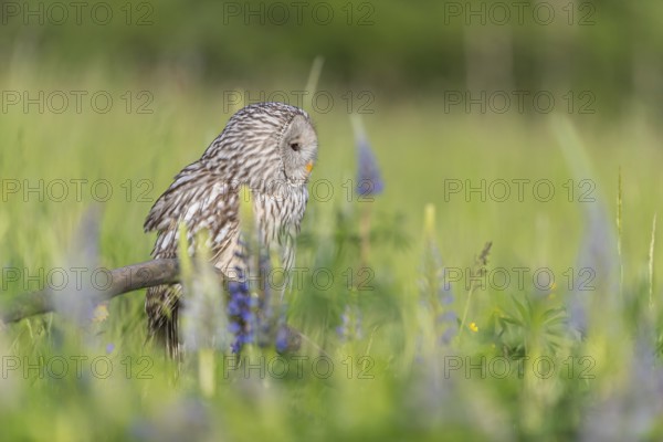 One Ural owl (Strix uralensis) sitting on a branch lying in a field of flowering lupines in late evening light