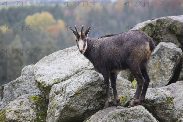 One chamois standing on rocks, autumnal colors of a forest in the distant background