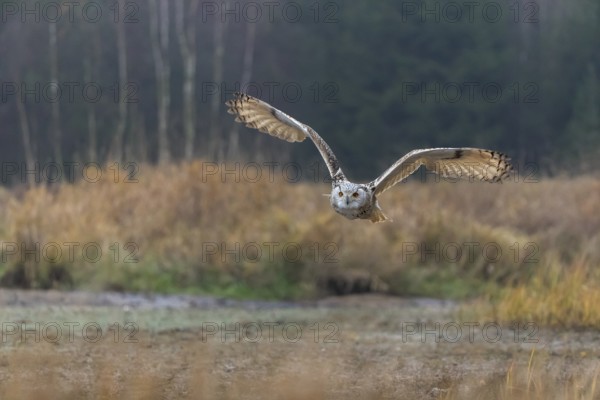 One Siberian Eagle Owl (Bubo bubo sibiricus) flying over tall reed grass lakeshore on an autumnal misty cold morning