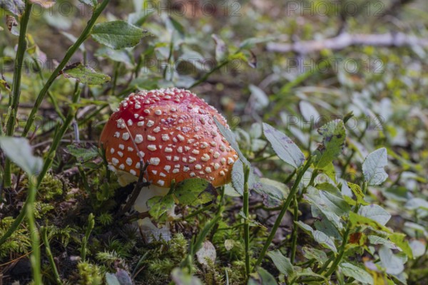 One fly agaric or fly amanita (Amanita muscaria), standing in the Seebach valley, Mallnitz, Carinthia, Austria, Europe
