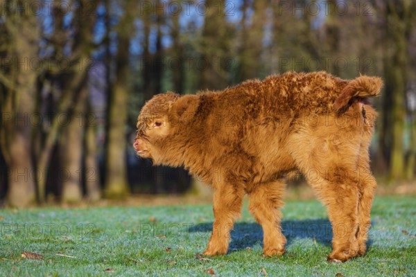 One Highland calf (Bos (primigenius) taurus) stands on a meadow. A forest in the background