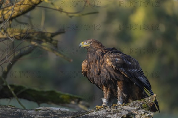 One golden eagle (Aquila chrysaetos) sitting on a broken and rotting log with fall foliage in the background