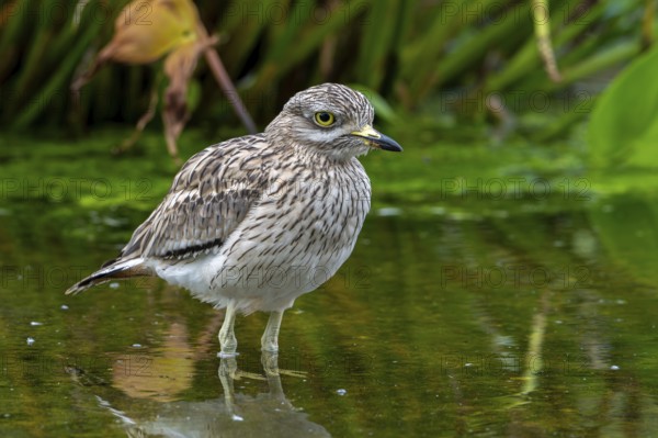 Eurasian stone-curlew, Eurasian thick-knee (Burhinus oedicnemus) foraging in shallow water of pond in autumn, fall