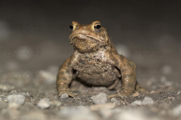 Common toad (Bufo bufo), single male, on the way to spawning waters, evening, toad migration, Bottrop, Ruhr area, North Rhine-Westphalia, Germany, Europe
