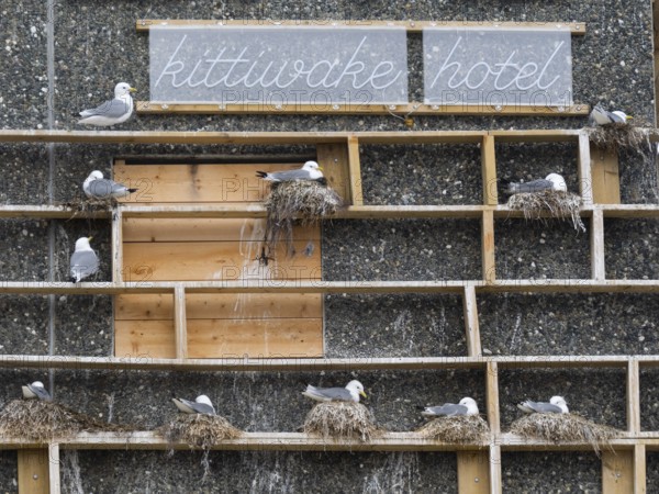 Black-legged kittiwake (Rissa tridactyla), breeding birds using wooden nesting construction, provided to entice the birds to nest upon the fishing harbour building, May, Varangerf Ford, Norway, Europe