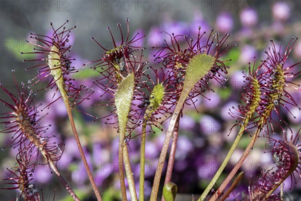 Oblong-leaved sundew, spoonleaf sundew, spatulate leaved sundew (Drosera intermedia), insectivorous plant in heathland