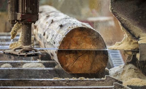 Solingen, North Rhine-Westphalia, Germany - Spruce logs, here spruce wood infested by bark beetles, beetle wood, is processed into construction timber, construction timber is scarce and expensive, carpentries and joineries are struggling with rapidly rising raw timber prices in times of the corona crisis, large quantities of logs are exported to China and the USA
