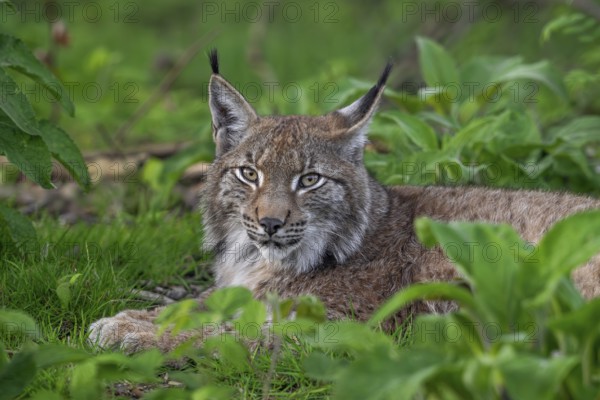 Eurasian lynx (Lynx lynx) resting in undergrowth of forest
