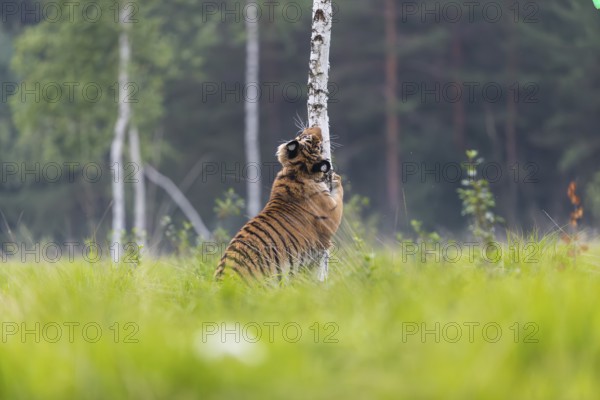 One young female Siberian Tiger, Panthera tigris altaica, sharpening its claws on a small birch tree in tall fresh green grass. Early morning light