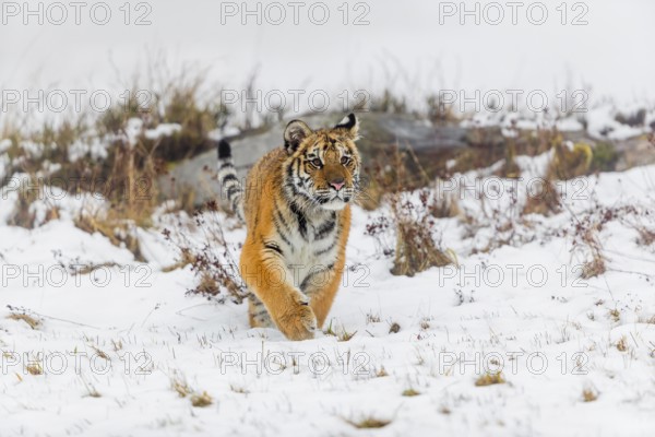 One young Siberian Tiger, Panthera tigris altaica, running over snowy meadow with dense fog in the background