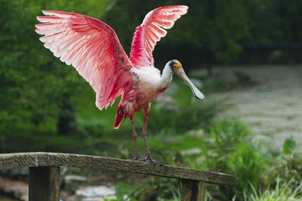 Roseate Spoonbill (Platalea ajaja), adult bird perched on a fence, flapping its wings, native to Gulf Coast of the USA, central and southern America, captive, Germany, Europe