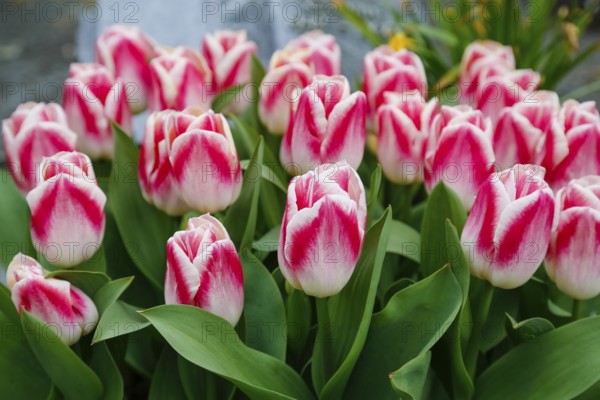 Gönningen tulip blossom, tulips (Tulipa), flowers, white, red, two-coloured blossoms, spring bloomers, bulbous flower genus, old tradition, custom, custom, tulip show, Tulip Sunday at the foot of the Swabian Alb, Gönningen, Reutlingen district, Baden-Württemberg, Germany, Europe