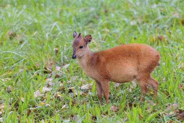 A young red forest duiker, Natal duiker or Natal red duiker (Cephalophus natalensis) grazes on a green meadow
